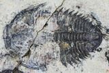Utaspis Trilobite Multiple Plate - Marjum Formation, Utah #106186-4